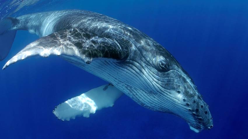 La segunda ballena más grande del mundo fue encontrada y el video te hará sentir diminuto
