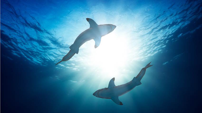 Un pez mutante sin piel ni dientes podría ser víctima de la actividad humana en el océano