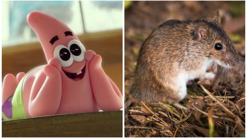Reapareció un adorable ratón que se creía extinto, ¡lo encontraron por accidente!