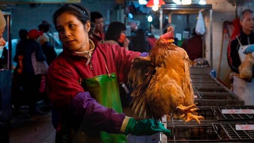 Las cinco epidemias causadas por virus de animales que afectan a humanos