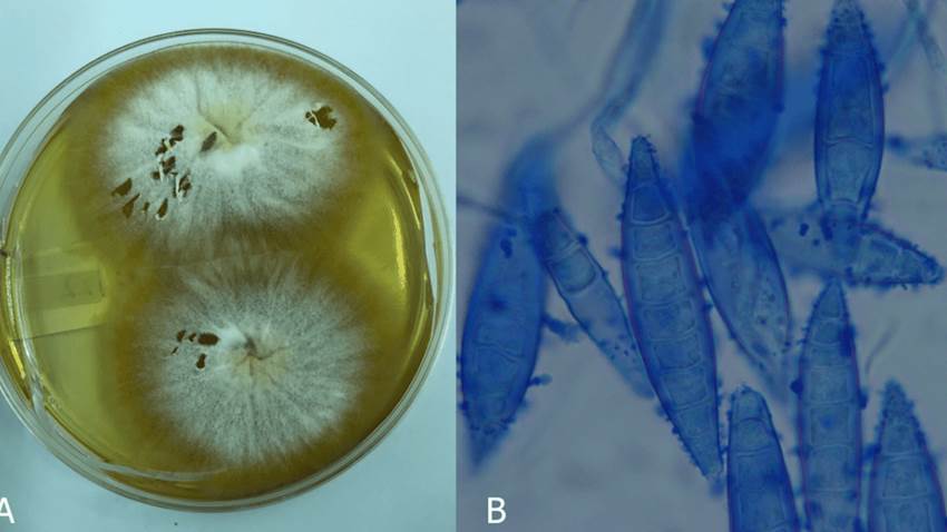 Estudio identificó prevalencia del 19% de dermatofitosis en perros y gatos callejeros de Puerto Rico