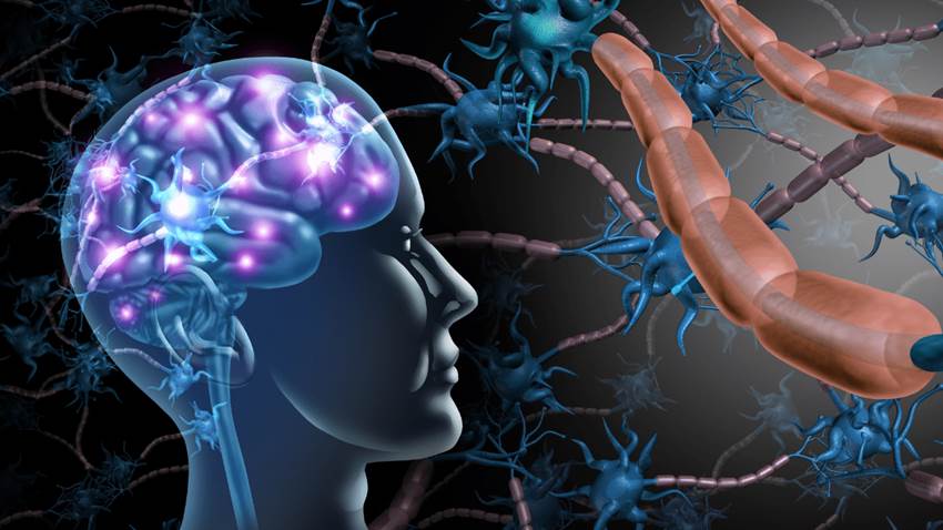 Estudio concluye que el autismo afecta toda la corteza cerebral y no solo ciertas áreas del cerebro