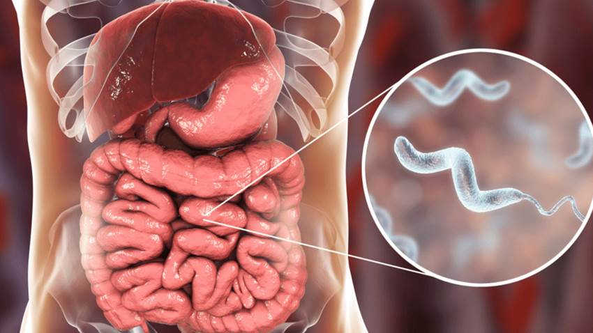 Peróxido de hidrógeno, clave de la vacuna contra bacteria que causa la diarrea, sugiere nuevo estudio
