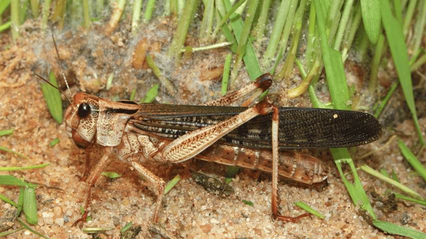 Langostas, los insectos de la plaga bíblica que serían claves para detectar cáncer a través del olfato
