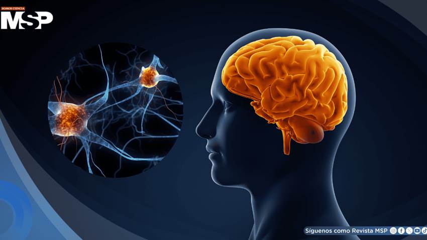 Así el cerebro organiza movimientos de las manos para tareas como escribir, cortar y manipular objetos