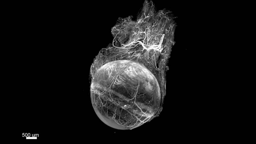 Método innovador podría hacer los tejidos transparentes mejorando la obtención de imágenes 3D