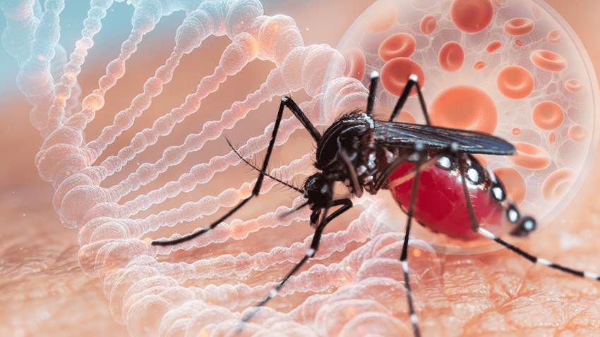 Conozca al Aedes aegypti: mosquito que puede transmitir dengue, zika, chikunguña y fiebre amarilla