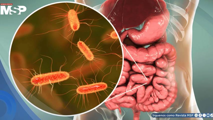 Transforman residuos plásticos en paracetamol con bacterias modificadas de E. coli