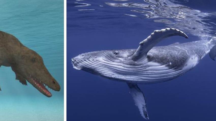 Encontraron el fósil de una ballena con cuatro patas: era aterradora y enorme