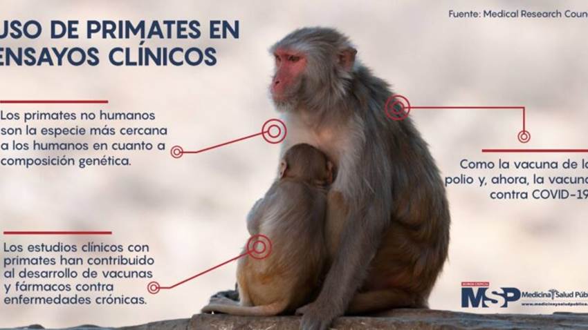 EE. UU alerta sobre escasez de primates para pruebas de la vacuna contra COVID-19