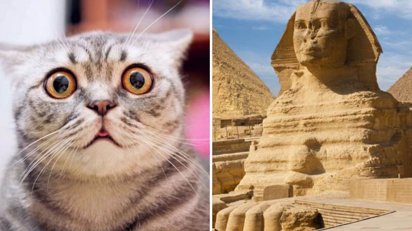 El castigo para las personas que lastimaban gatos en Egipto: hasta el ejército temía herirlos