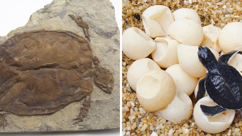 Encontraron una tortuga fosilizada que todavía estaba en su huevo: es una especie milenaria