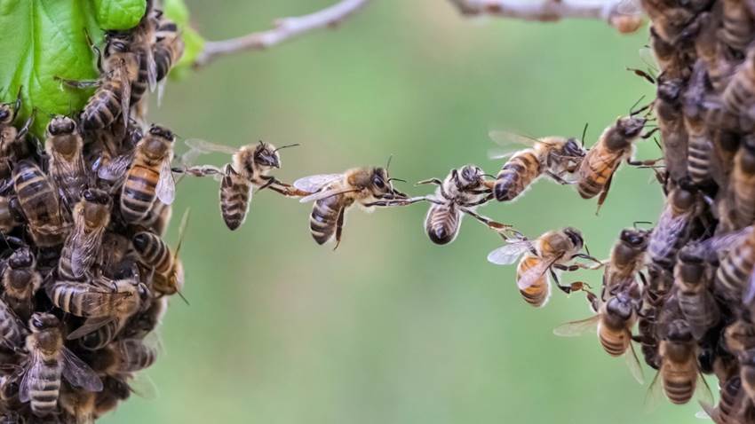 ¿Abejas azules en Australia? Científicos descubrieron esta nueva especie y es fascinante