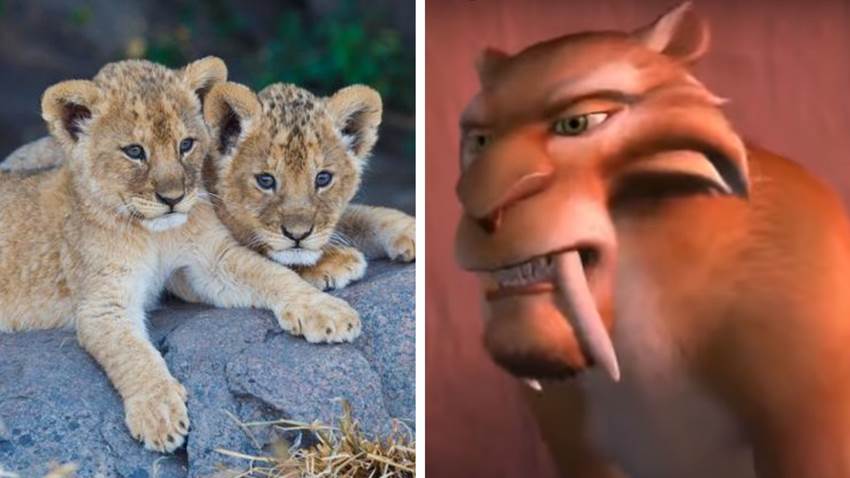 Encontraron dos cachorros de león de la era de hielo: uno todavía tiene bigotes y parece dormido