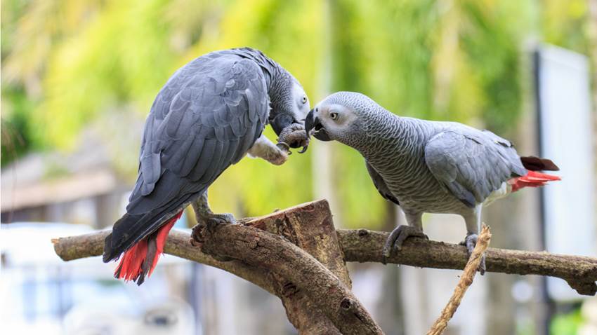 Los loros desarrollaron una curiosa característica humana y no es imitar sonidos