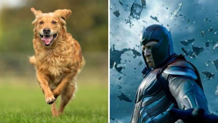 Los perros tienen un súper poder parecido al de Magneto y te explicamos cómo funciona