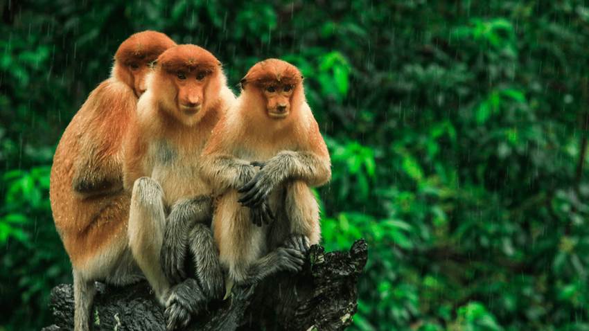 El futuro de las vacunas y la escasez de monos de laboratorio