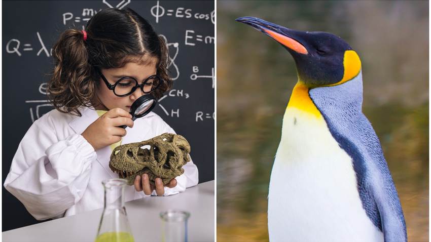 Niños descubrieron una especie de pingüino gigante: era casi tan grande como una persona