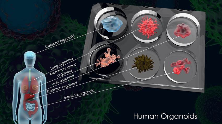 Fabricado primer sistema funcional de tres organoides humanos: hígado, páncreas y tracto biliar