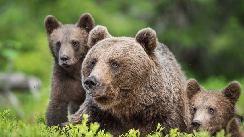 Diabetes: descubren proteínas en la sangre de osos grizzly que controlan la resistencia a insulina