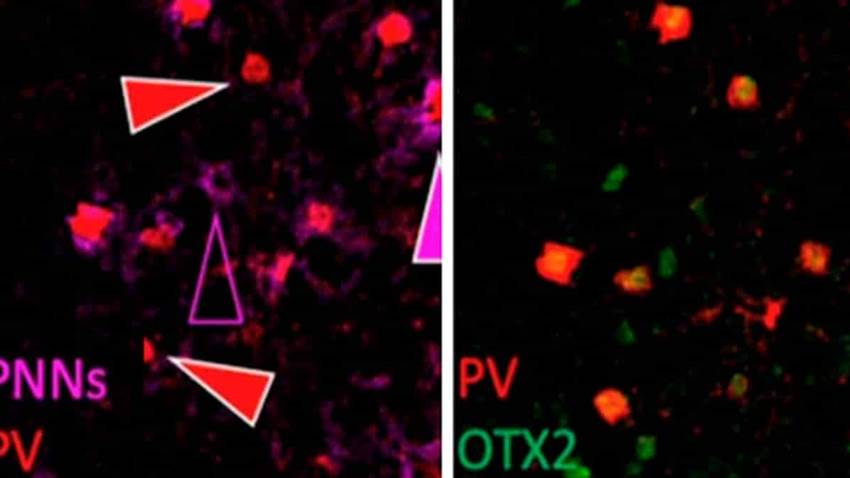Descubren un nuevo mecanismo cerebral que regula la ansiedad