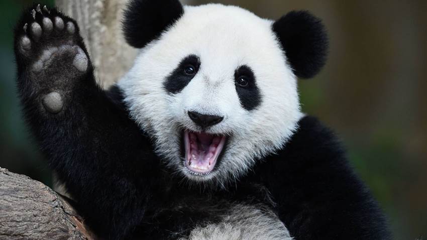 Hay esperanza: conoce los animales en peligro de extinción que se están salvando