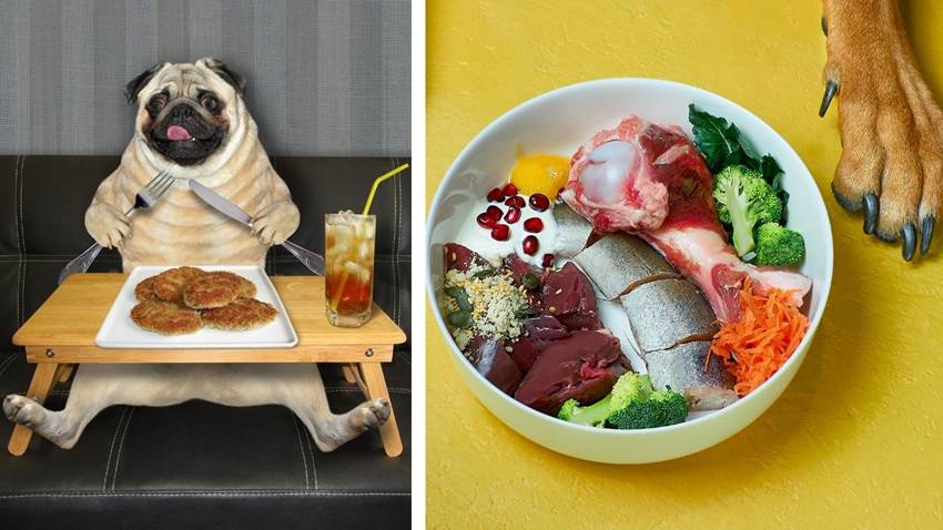 ¿Los perros pueden comer pescado? Una veterinaria puso fin al debate