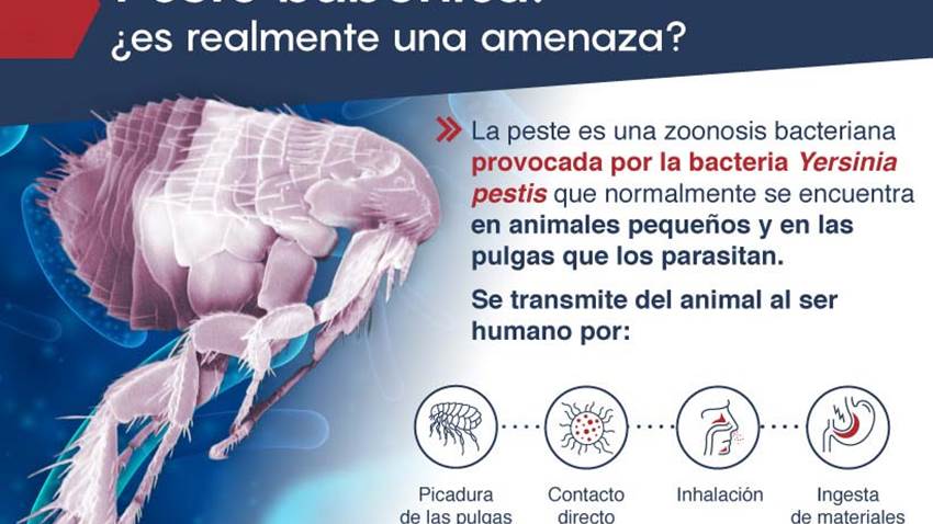 Peste bubónica: aún activa y causando muertes en el mundo