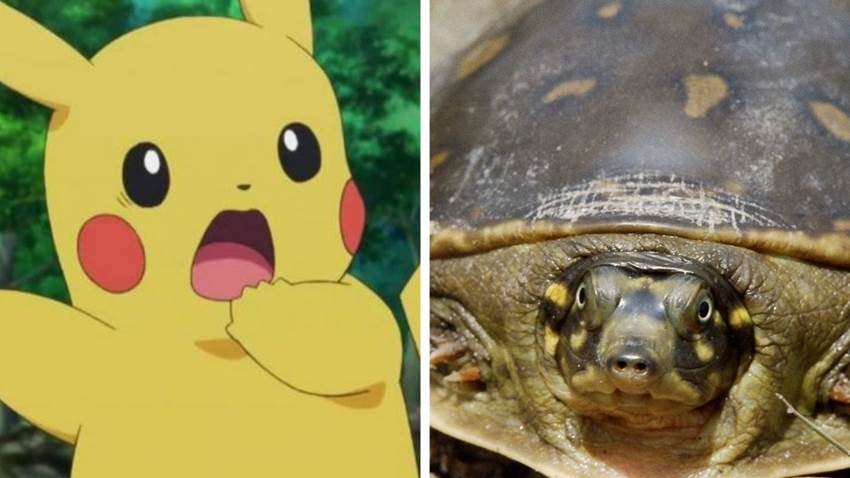 Apareció una tortuga ‘Pikachu’ en India y podría tratarse de una nueva especie