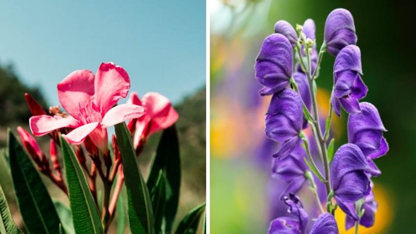 Las 5 plantas más hermosas que te podrían matar; ¡no las toques por nada!