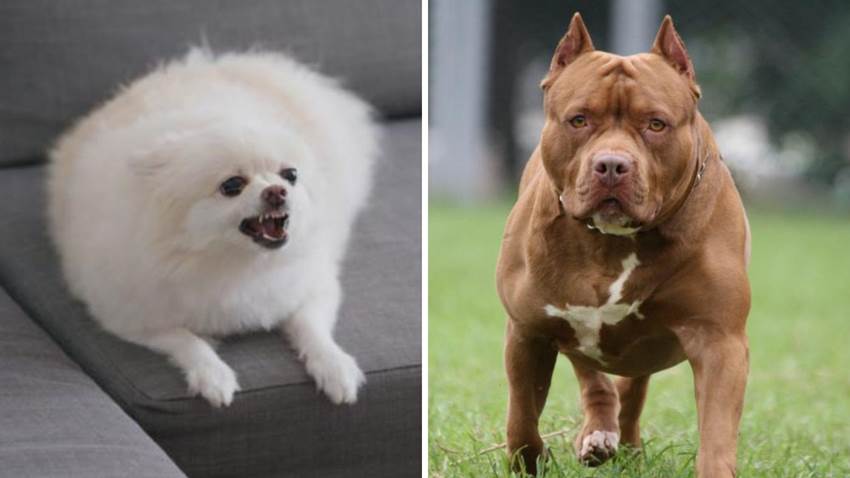 ¿Los pitbulls son agresivos? Un estudio reveló qué perros son los más peligrosos en realidad