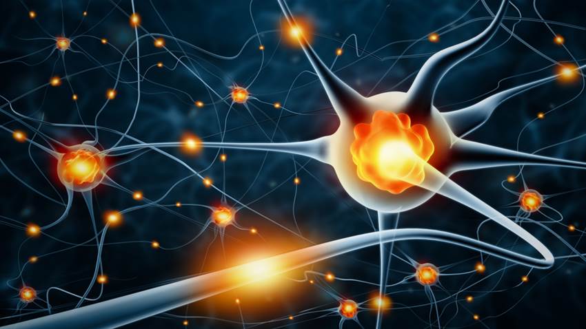Las neuronas muertas no se regeneran, pero el cerebro sí las elimina: el proceso es fascinante