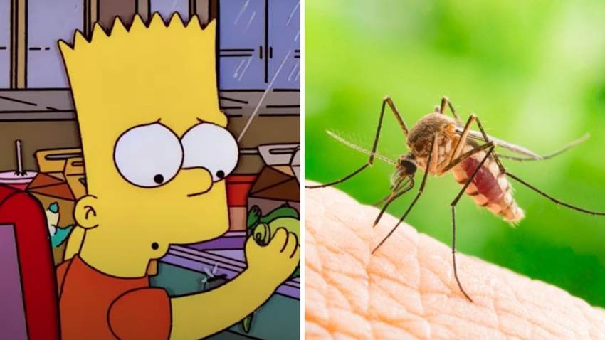 7 razones por las que los mosquitos te pican más que a otros: no es por ser muy dulce