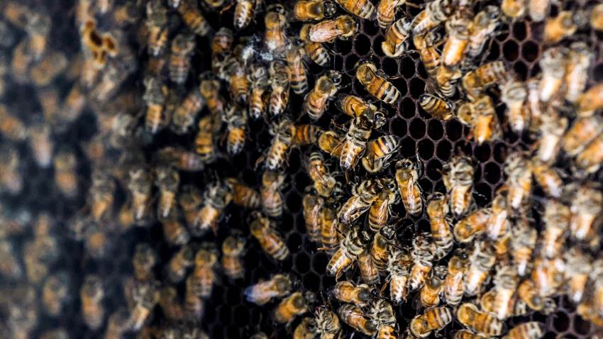 Abejas encuentran refugio en colmena robótica creada por empresa israelí