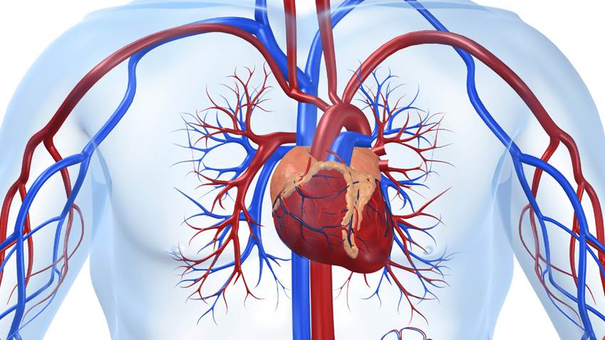 Consumo de aceite de oliva reduciría mortalidad por enfermedades cardiovasculares, indica estudio