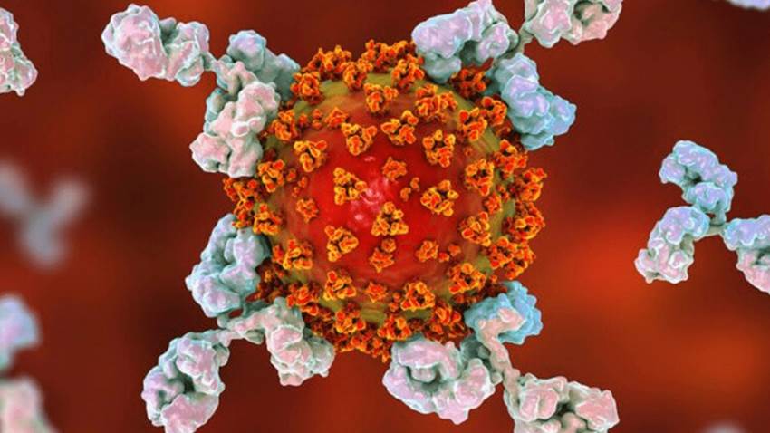 Estudio indica que los anticuerpos monoclonales pueden ser menos efectivos contra Ómicron