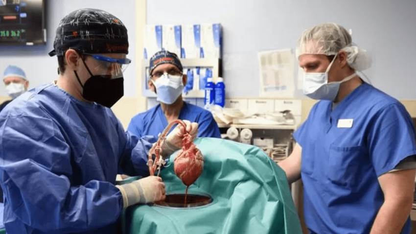 Los dilemas éticos que generan los trasplantes de órganos provenientes de cerdos