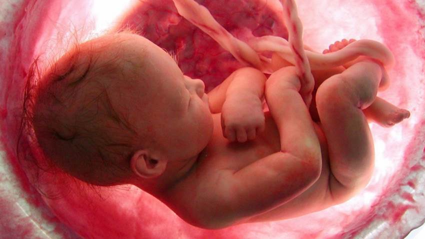 Estudio indica que el COVID-19 causaría inflamación fetal, incluso en ausencia de infección placentaria