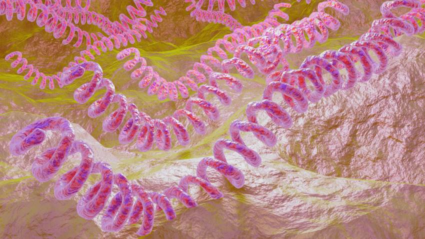 Conozca las infecciones trasmitidas por roedores y la importancia de la prevención