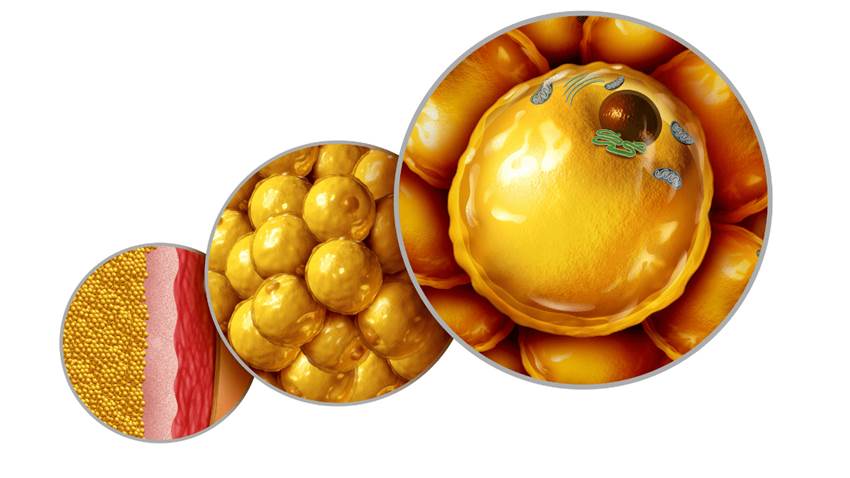 Los triglicéridos y su influencia en la salud cardíaca