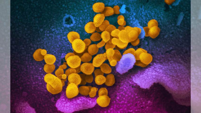 Científicos revelan primer retrato de la variante Ómicron