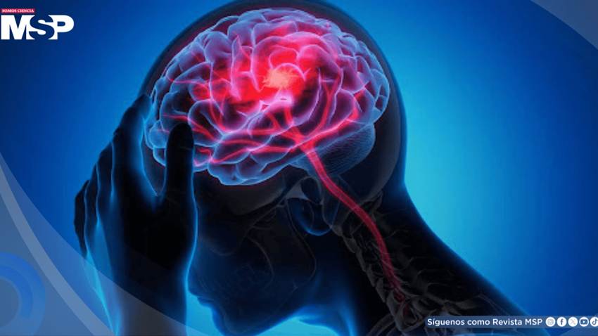 Identifican proteína que podría frenar las malformaciones cavernosas cerebrales sin efectos adversos