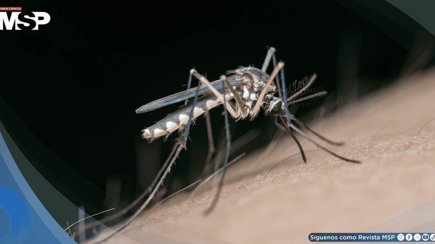 ¿Por qué los mosquitos pican más a unas personas que a otras? La ciencia ya tiene respuestas