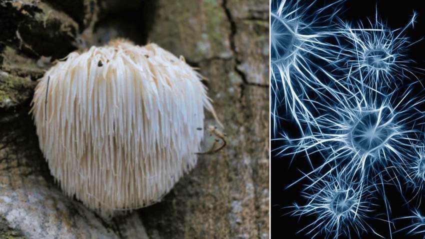 Descubren que el hongo Hericium erinaceus podría prevenir el alzhéimer, según estudio