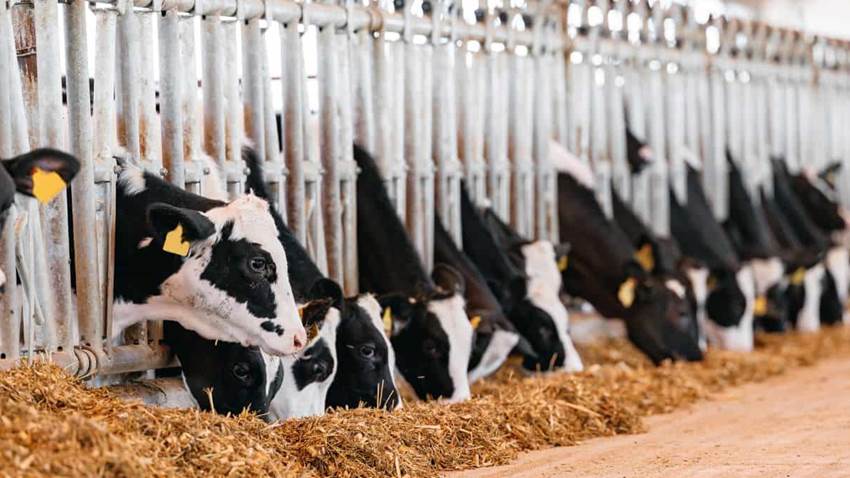 Una mutación en la gripe aviar de las vacas podría permitir su transmisión entre humanos: Estudio