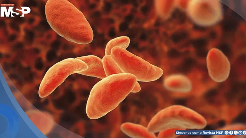 Desarrollan folleto educativo de toxoplasmosis transmitido por carne cruda, y heces de gato: Estudio