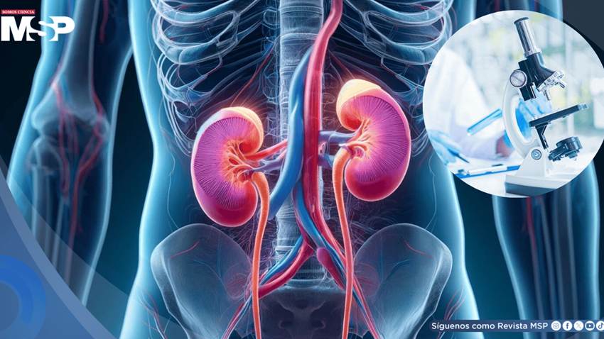 Descubren nueva molécula que protege los riñones del daño y podría tratar la enfermedad renal crónica