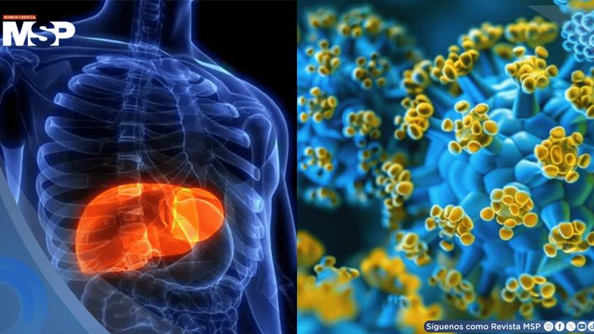 OMS clasifica la hepatitis D como cancerígena: Esto es lo que debe saber sobre su transmisión