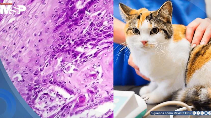 Fármaco contra el cáncer de cabeza y cuello en gatos mejora 35% de casos y apunta a terapias humanas