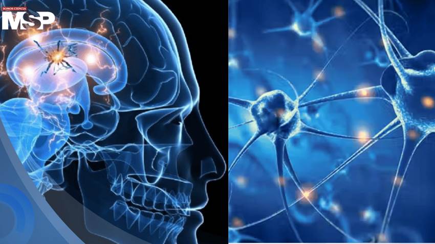 Científicos descubren que la hormona IGF-II podría proteger a las neuronas del párkinson